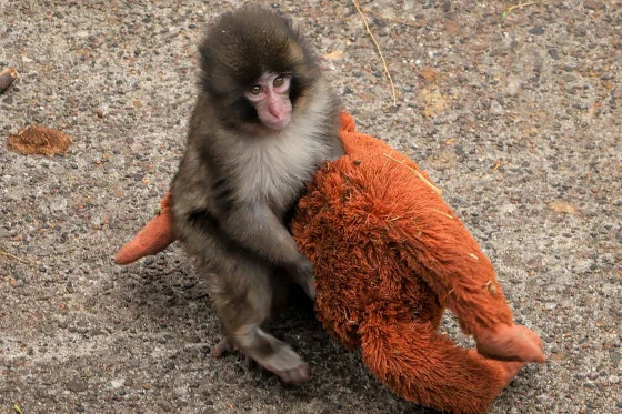 Who Is Punch the Monkey? The Baby Monkey Taking Over the Internet
