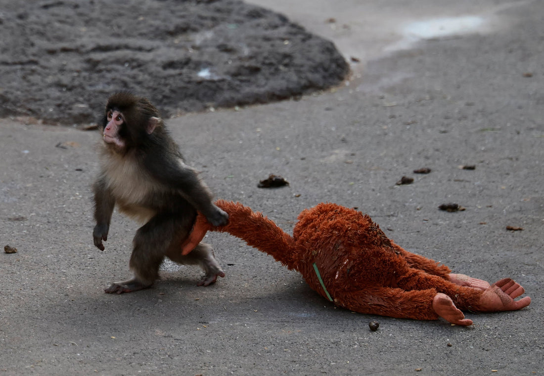 Why Is Punch the Monkey Carrying a Stuffed Animal?