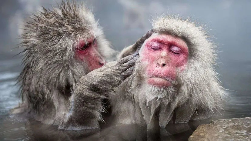 What Are Japanese Macaques?
