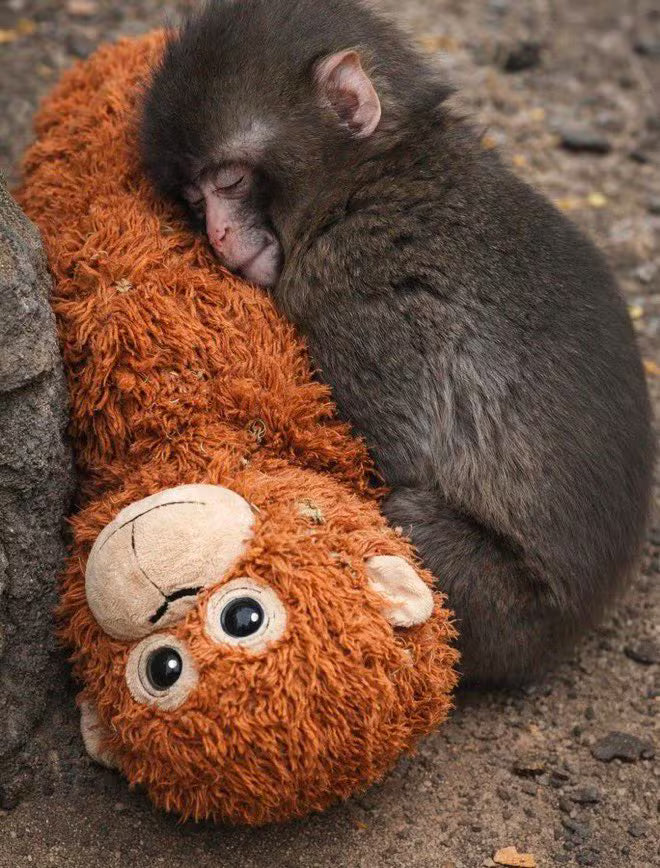 The Punch Companion™